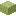 Planta chorus